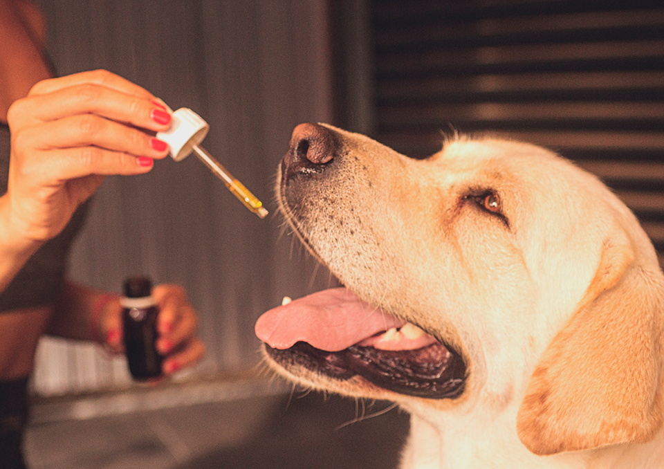 medicina-endocanabinoide-pets