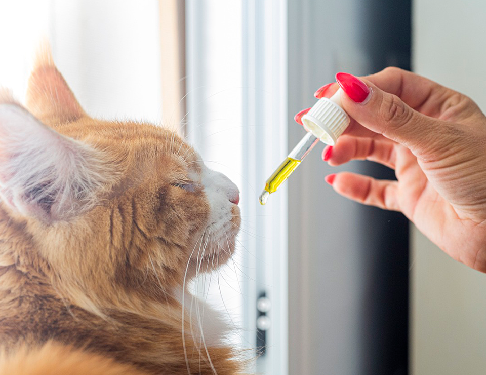 medicina-endocanabioide-pet